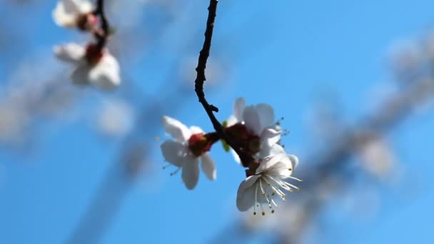 Cherry blossom — Stock Video