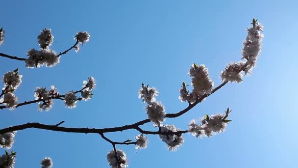 Fleur de cerisier