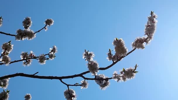 Flor de cerezo — Vídeos de Stock