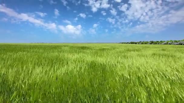 Campo de trigo verde — Vídeo de Stock