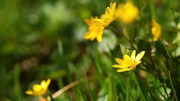 Tavaszi sárga virágok — Stock videók