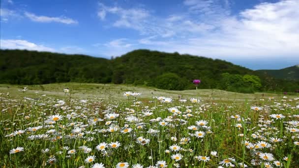 Kamille bloemen veld — Stockvideo