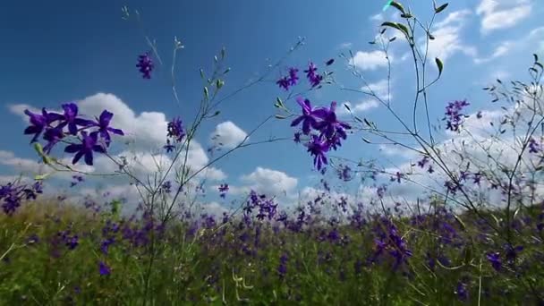 Champ de fleurs violettes 