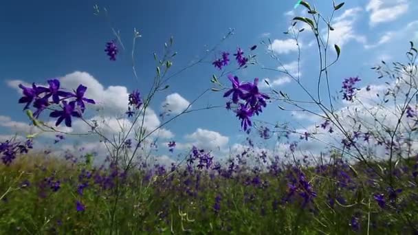 Violet flowers field — Stock Video