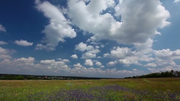 Campo de verão — Vídeo de Stock