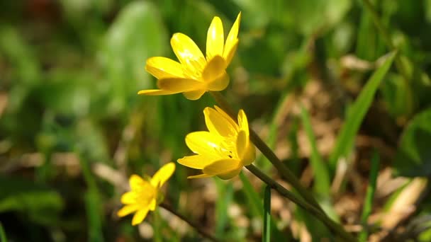 Våren gula blommor — Stockvideo