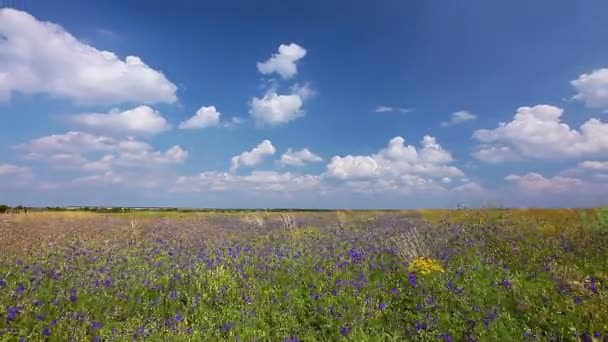 Zomerveld — Stockvideo