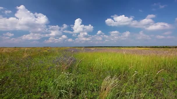 Campo de verão — Vídeo de Stock