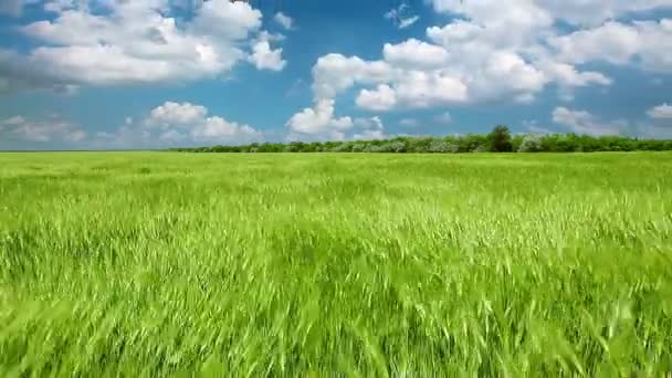 Field of green wheat — Stock Video