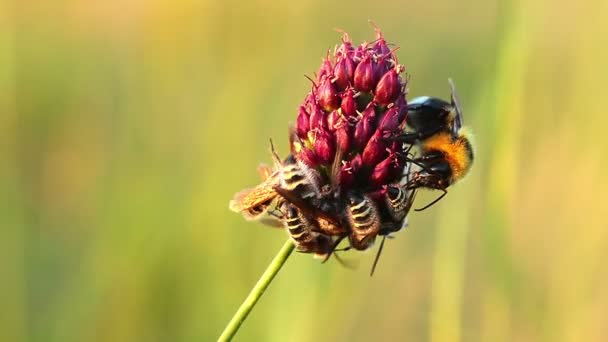 Пчелы собирают пыльцу — стоковое видео