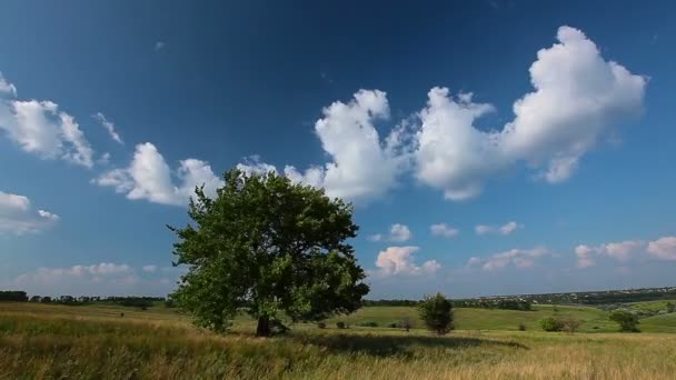Arbre sur ciel bleu 