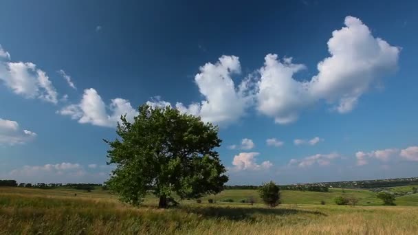 Strom nad modrá obloha — Stock video