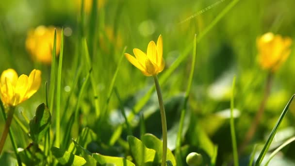 Primavera flores amarillas — Vídeo de stock