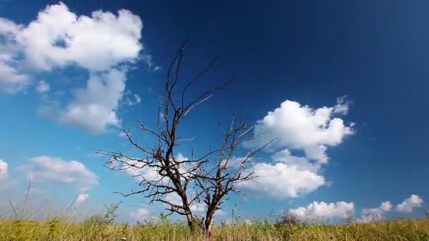 Strom nad modrá obloha — Stock video