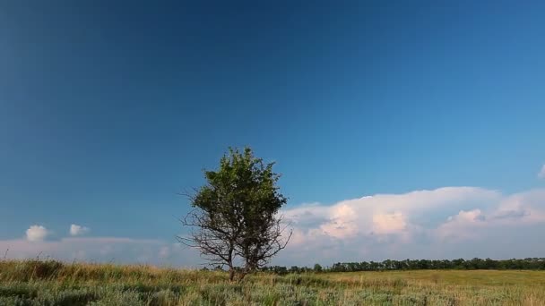 Árbol sobre cielo azul — Vídeo de stock