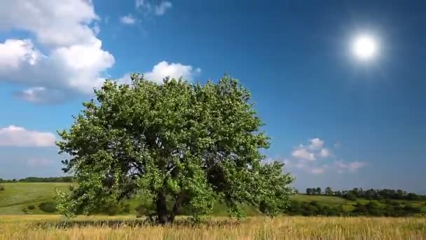 Tree over blue sky — Stock Video