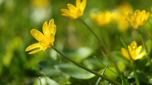 Primavera flores amarelas — Vídeo de Stock