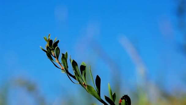 Ladybug strisciante ramoscello — Video Stock