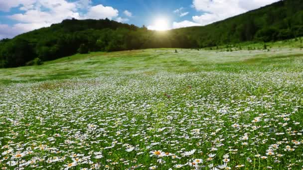 洋甘菊花场 — 图库视频影像