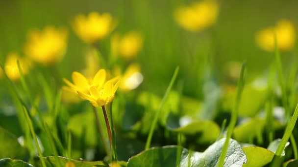 Flores de primavera — Vídeo de stock