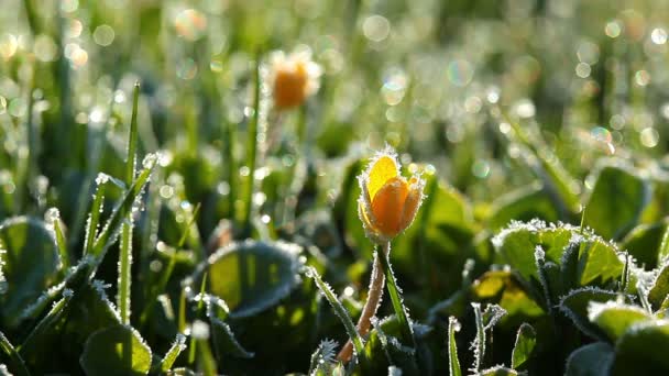 Spring yellow flowers — Stock Video