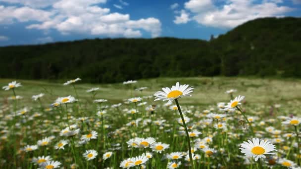 Chamomile flowers field — Stock Video