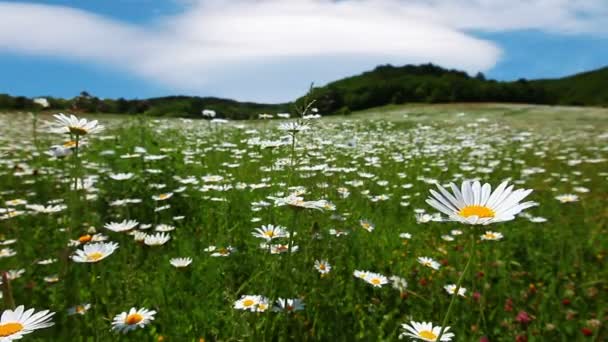 Kamomill blommor fält — Stockvideo