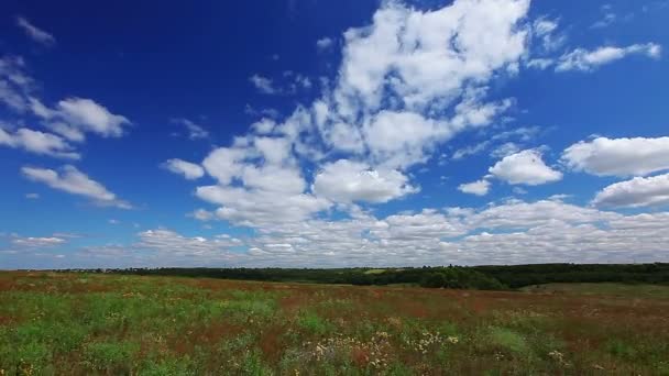 Campo verde — Vídeo de Stock