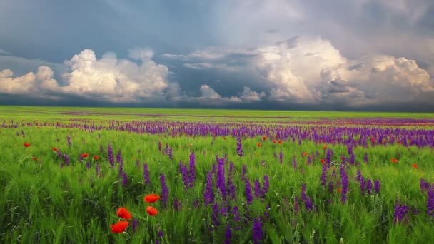 Meadow with flowers — Stock Video