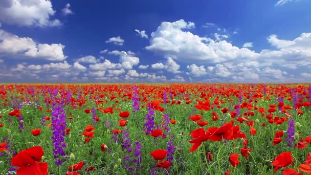 Meadow with poppy flowers — Stock Video