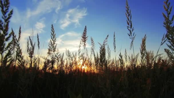 Silhouettes d'herbe d'été 