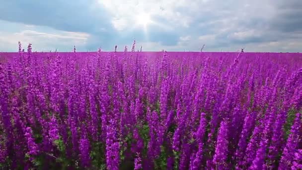 草原の花を持つ — ストック動画