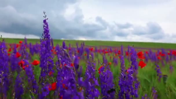 Wandelen in bloemen weide — Stockvideo