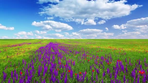 Meadow with flowers — Stock Video