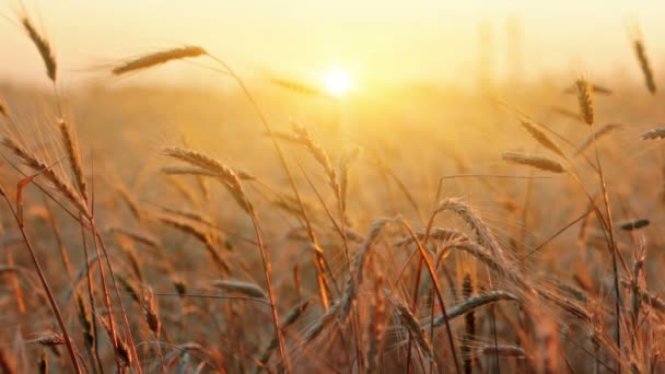 Уши пшеницы — стоковое видео