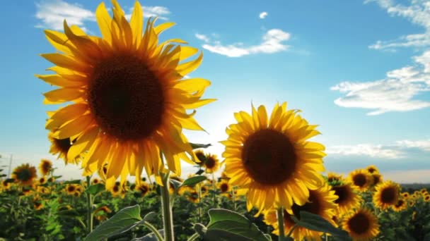 Girasoli — Video Stock