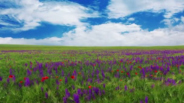 Prado de verano con flores — Vídeos de Stock