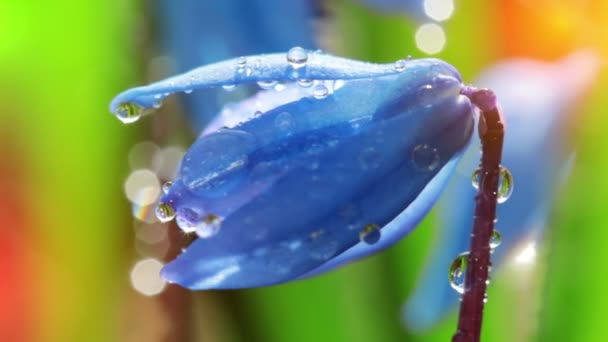 Μπλε λουλούδι άνοιξη — Αρχείο Βίντεο