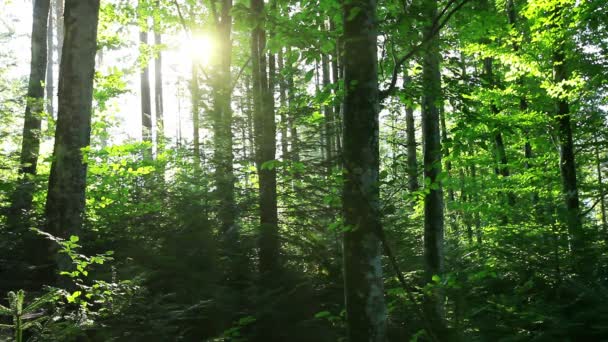 Утро в лесу — стоковое видео