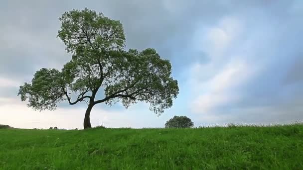 Árbol sobre cielo azul — Vídeos de Stock