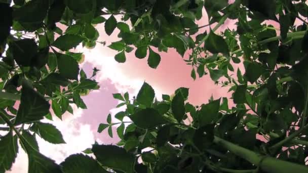 Зеленая летняя листва — стоковое видео