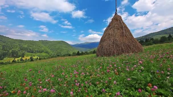 Clover flowers field — Stock Video