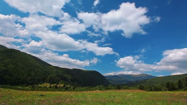 Campo de verano verde — Vídeo de stock