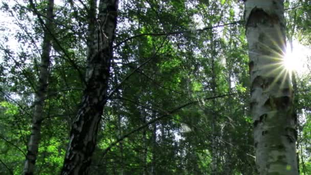 Δάσος σημύδας — Αρχείο Βίντεο