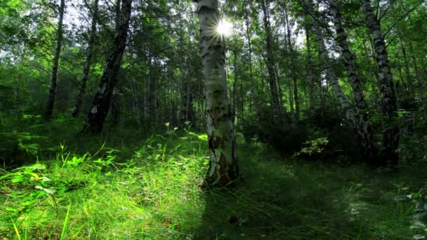 Bosque de abedul — Vídeo de stock