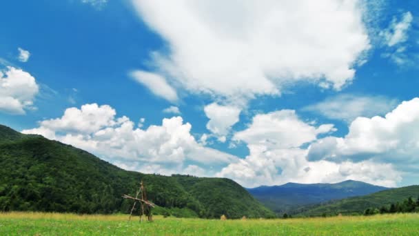 Campo de verano verde — Vídeo de stock