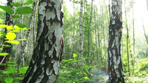 Forêt de bouleaux — Video