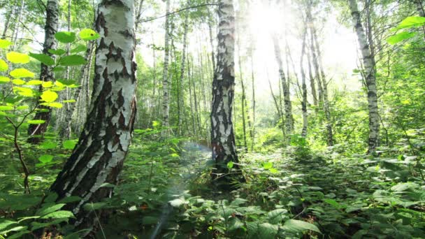 Bosque de abedul — Vídeos de Stock