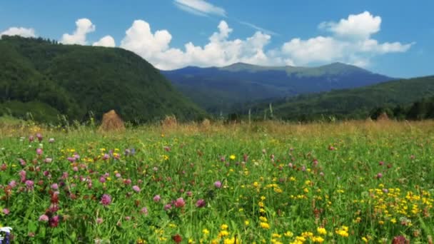 Zomer veld met bloemen — Stockvideo