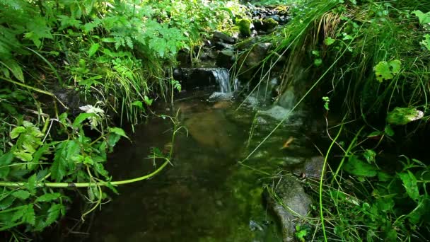 清洁水 — 图库视频影像